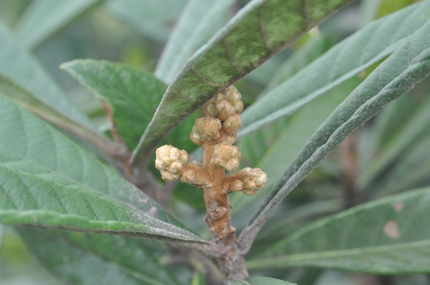 Изображение особи Eriobotrya japonica.