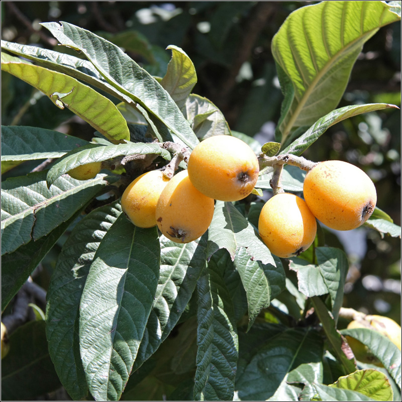 Image of Eriobotrya japonica specimen.