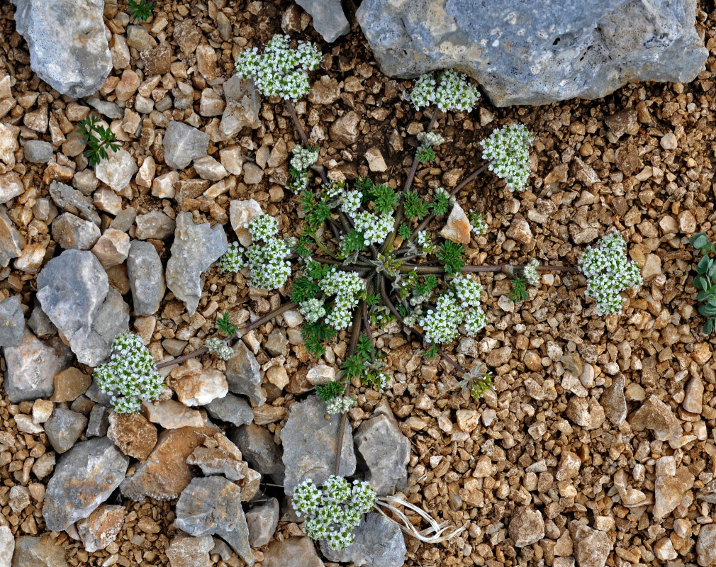 Image of Chaerophyllum humile specimen.