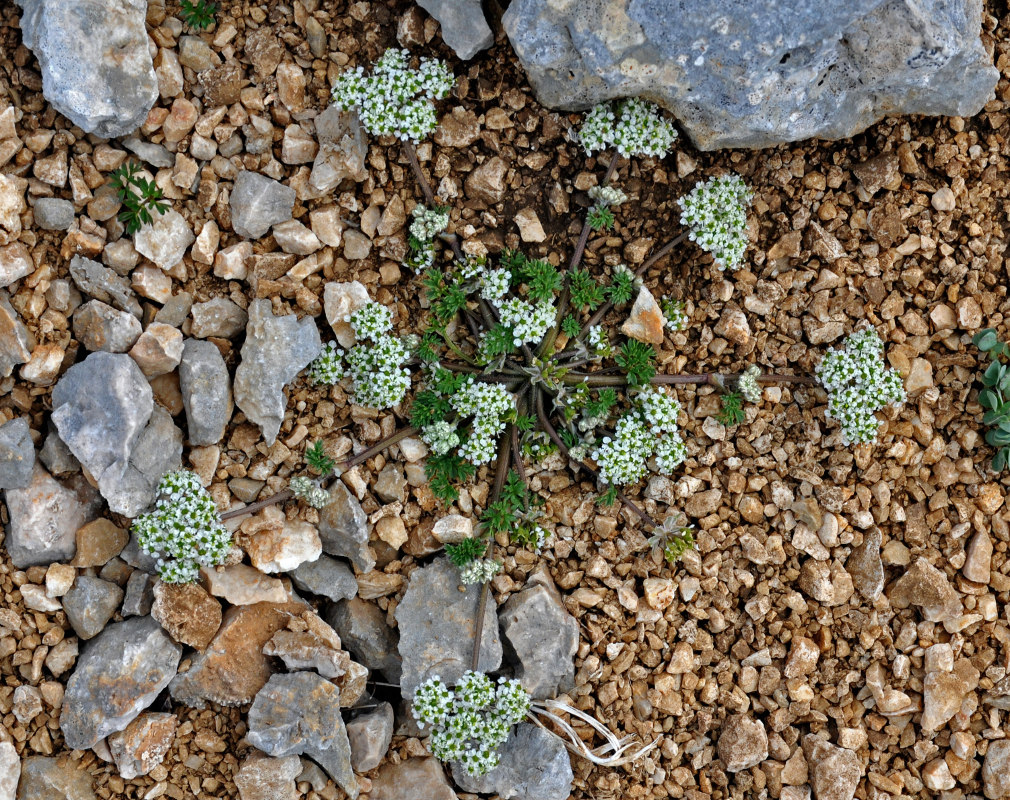 Изображение особи Chaerophyllum humile.