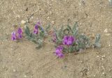 Oxytropis lanata