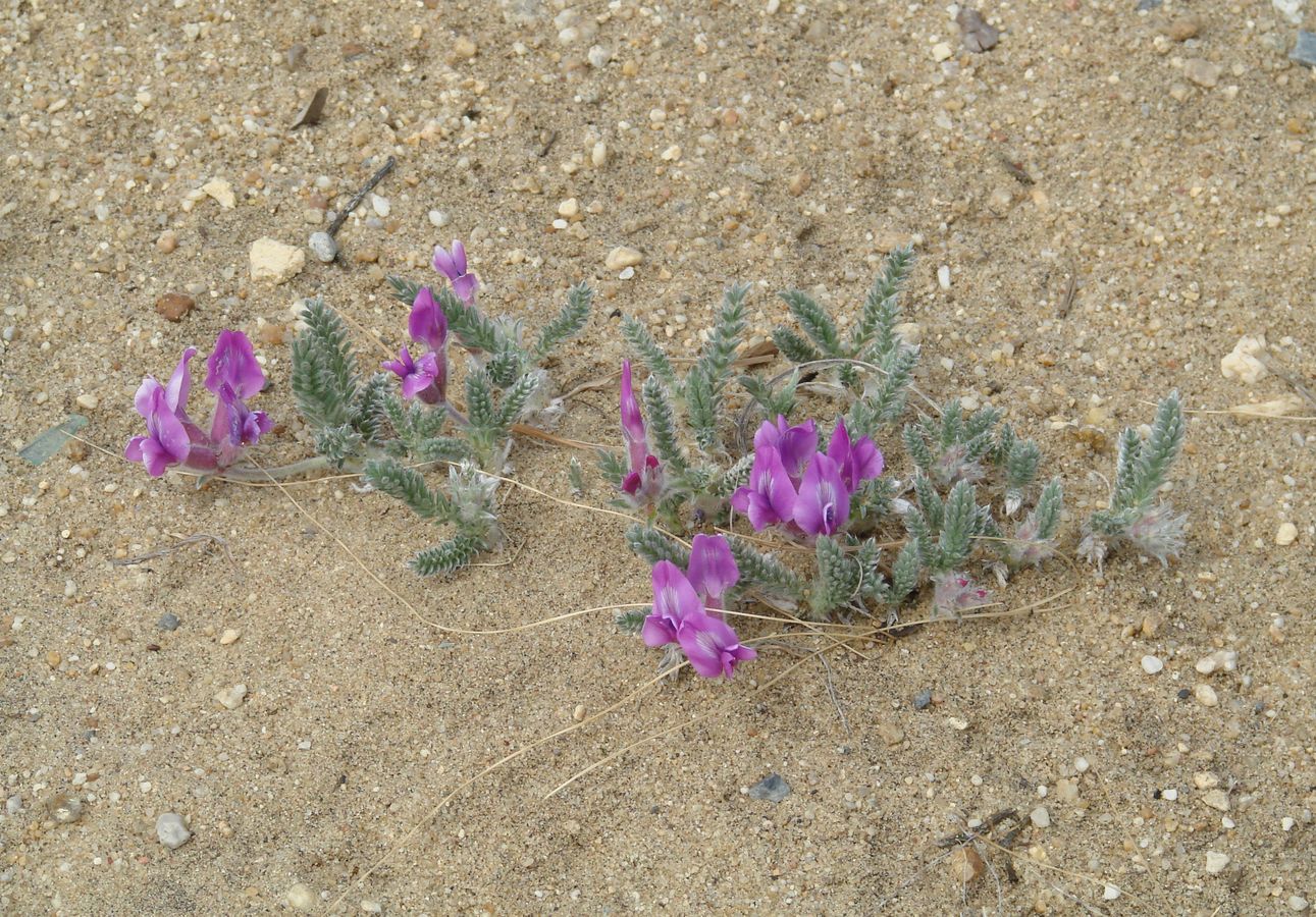 Изображение особи Oxytropis lanata.