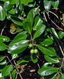 Calophyllum inophyllum. Верхушка ветви с плодами. Малайзия, о-в Калимантан, национальный парк Бако, песчаный пляж. 10.05.2017.