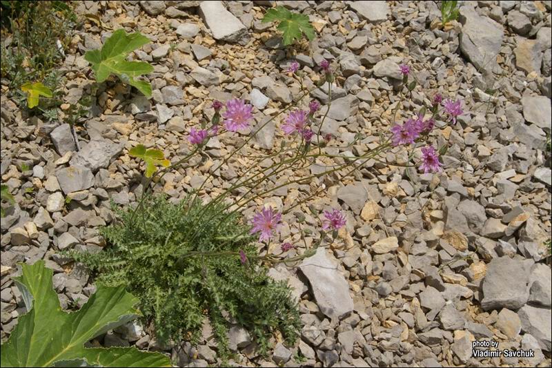 Изображение особи Lagoseris callicephala.