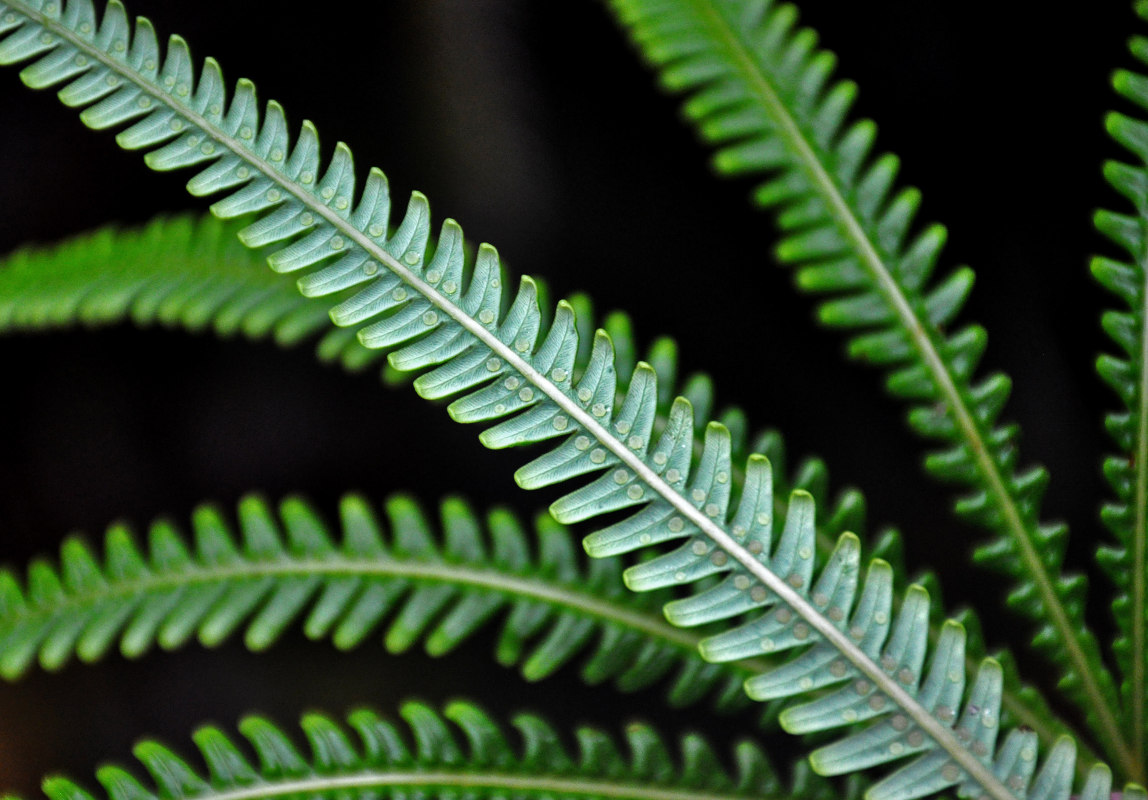 Image of Matonia pectinata specimen.