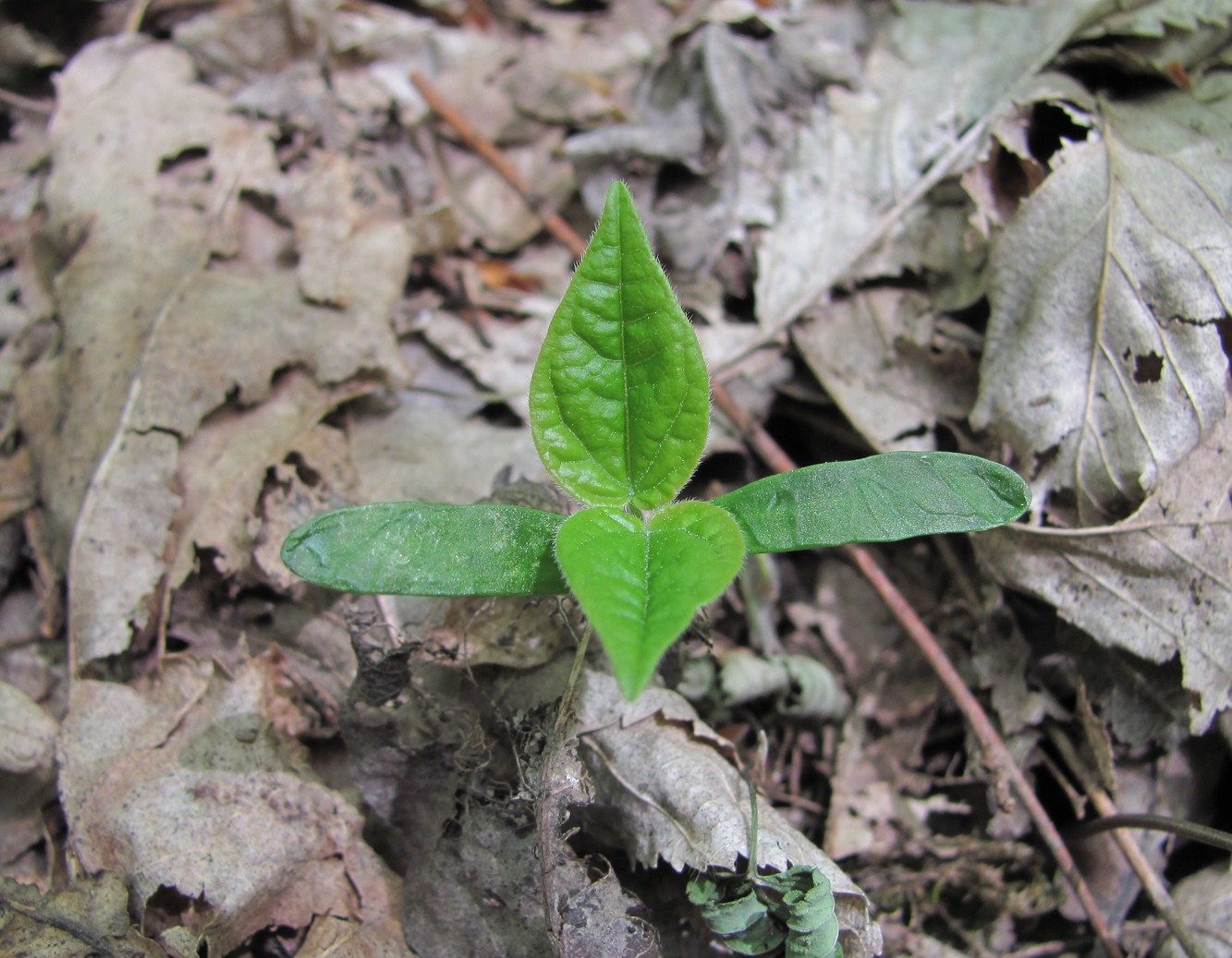 Image of genus Acer specimen.