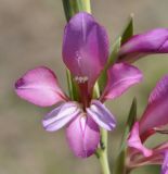 Gladiolus illyricus