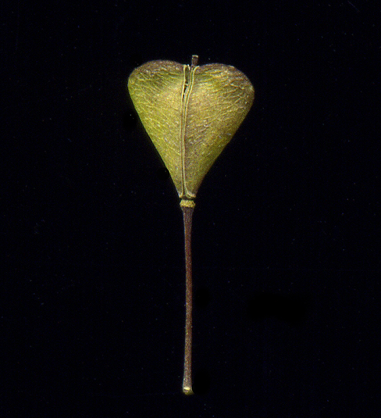 Image of Capsella bursa-pastoris specimen.