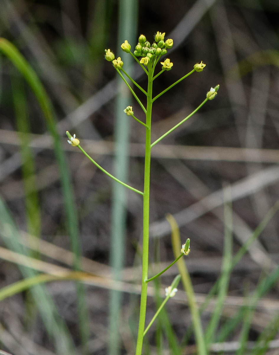 Image of Draba nemorosa specimen.