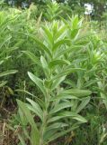 Inula germanica