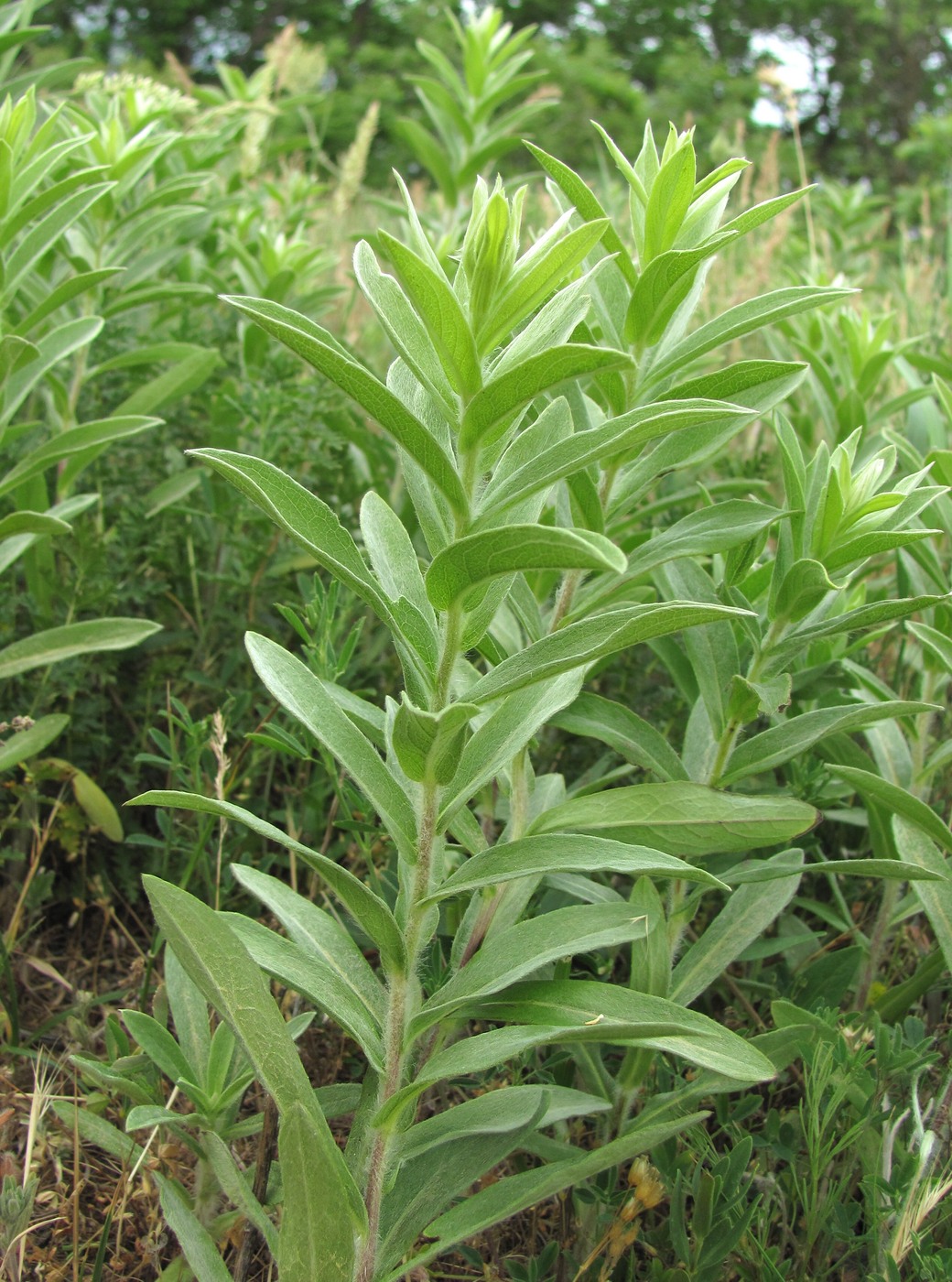 Image of Inula germanica specimen.