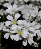 Cerastium argenteum