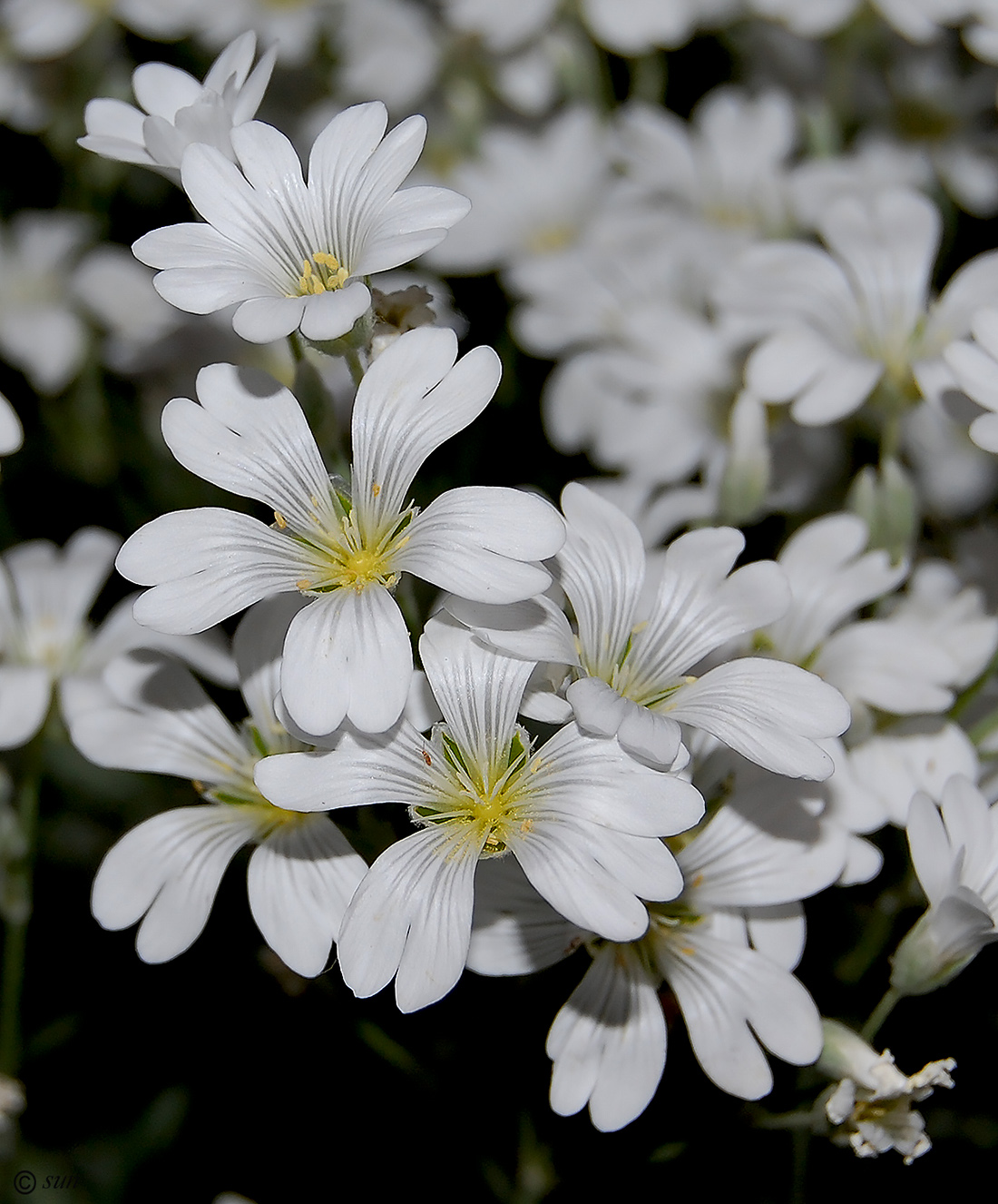 Изображение особи Cerastium argenteum.