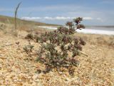 Frankenia pulverulenta