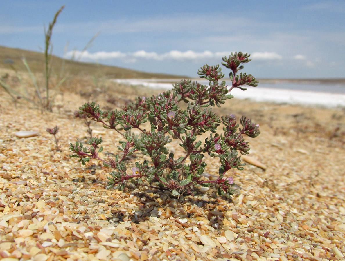 Image of Frankenia pulverulenta specimen.