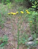 Crepis marschallii