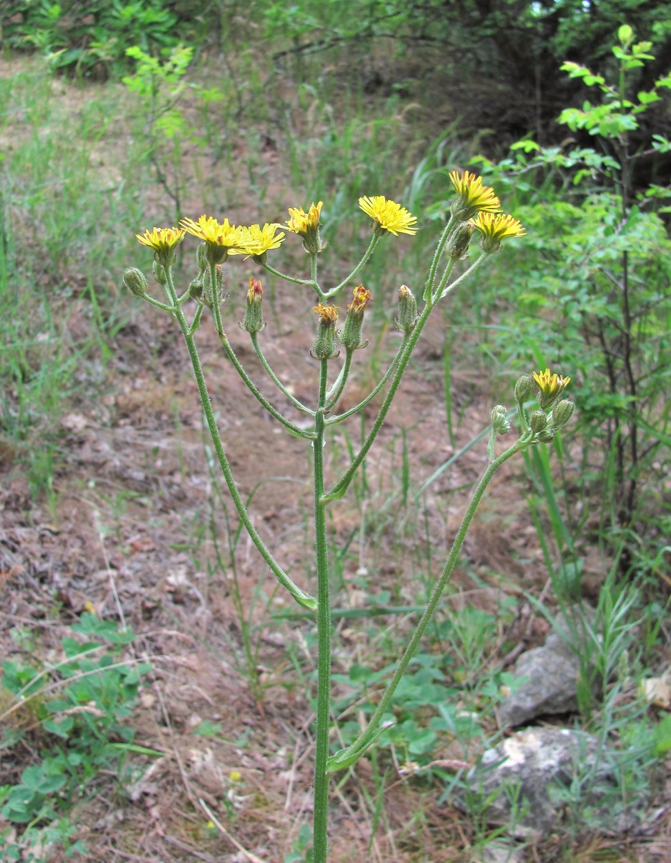 Image of Crepis marschallii specimen.