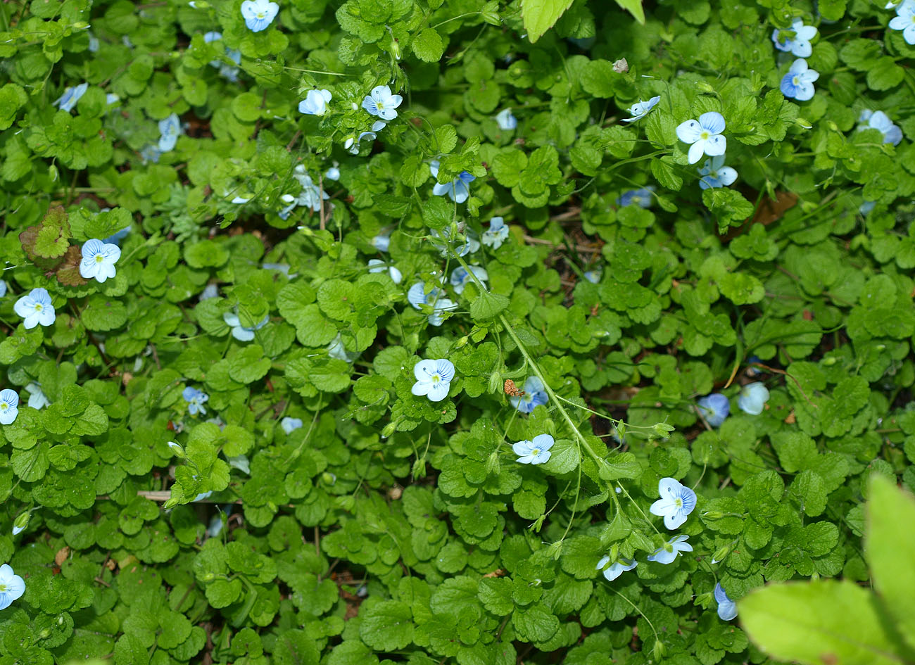 Изображение особи Veronica filiformis.