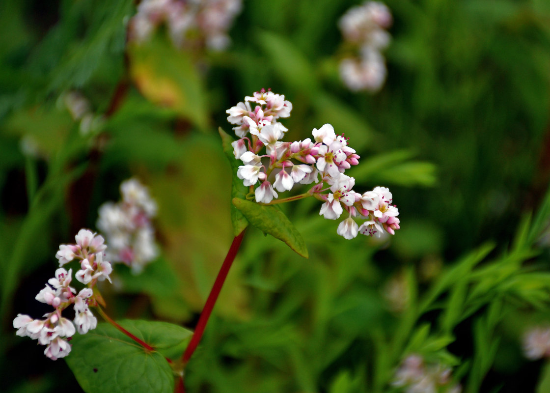 Изображение особи Fagopyrum esculentum.