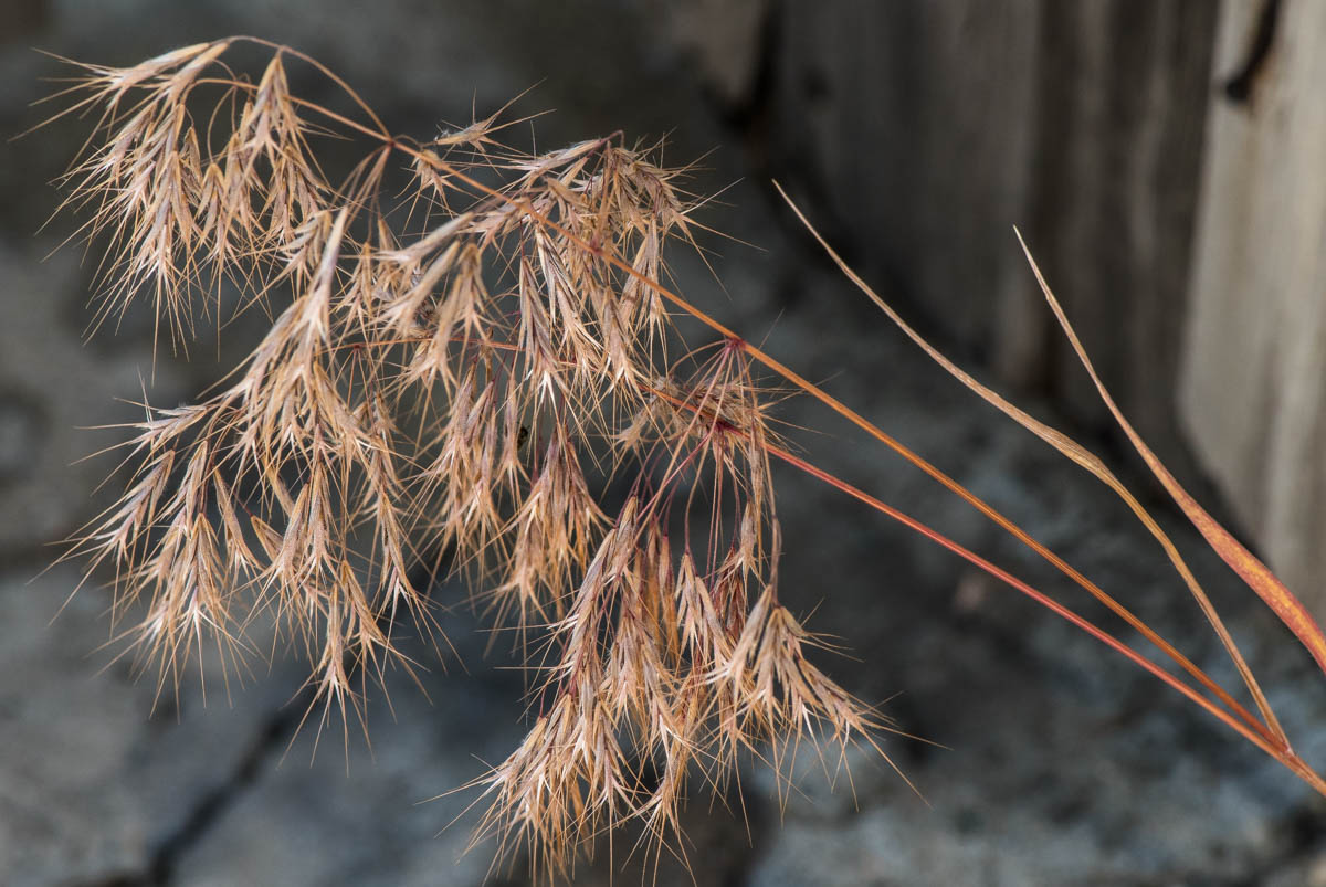 Изображение особи Anisantha tectorum.