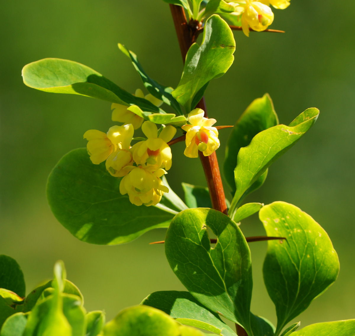 Image of Berberis sphaerocarpa specimen.