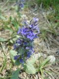 Ajuga genevensis. Соцветие. Крым, Ялта, ущелье Уч-Кош. 30.05.2010.