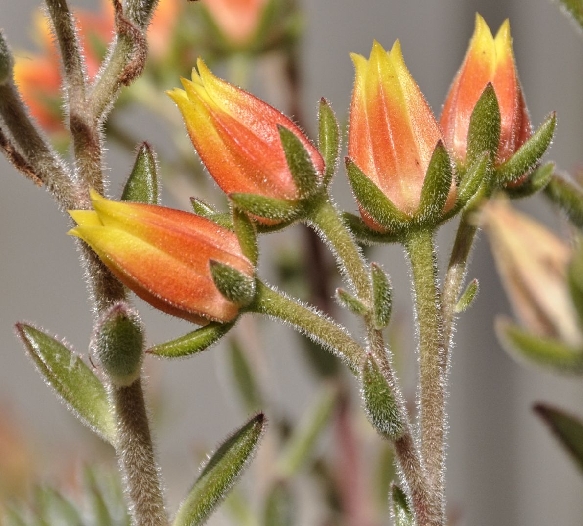 Изображение особи Echeveria setosa.