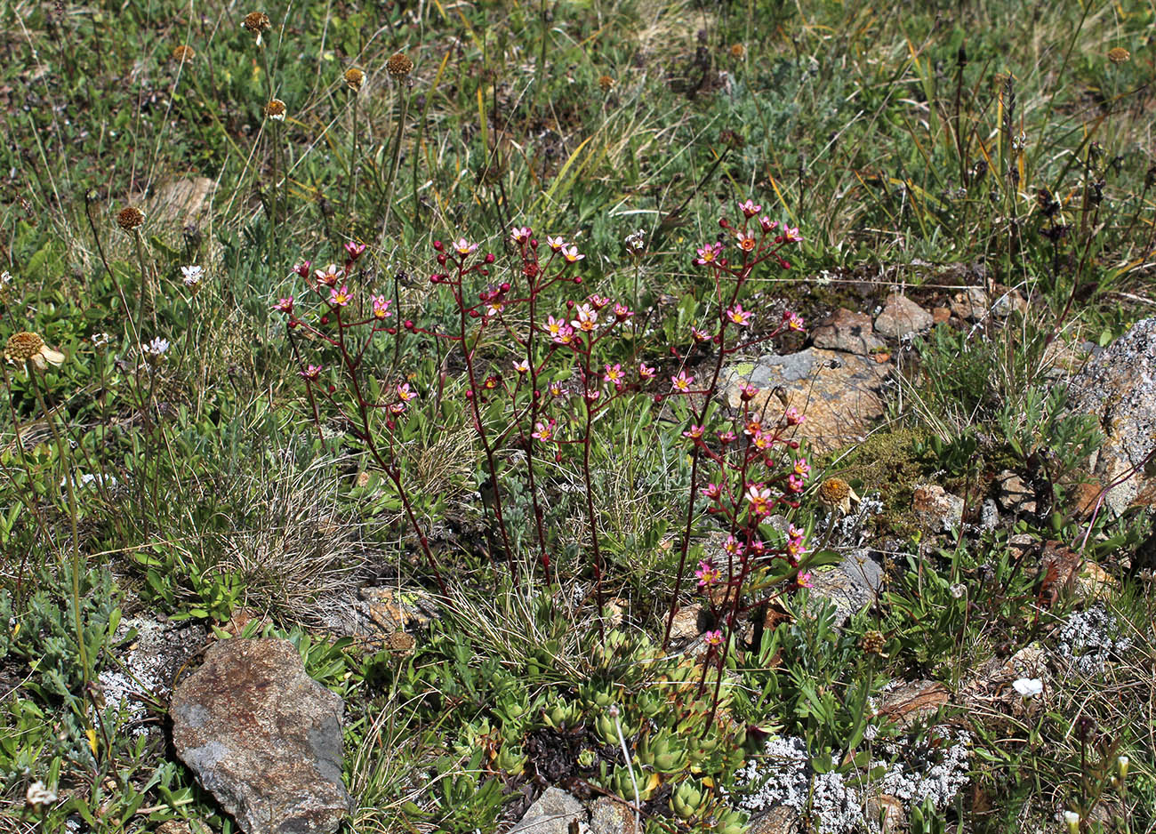 Изображение особи Saxifraga kolenatiana.