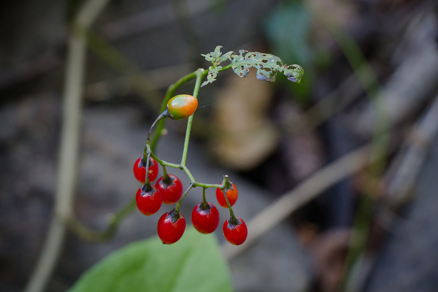 Image of Solanum dulcamara specimen.