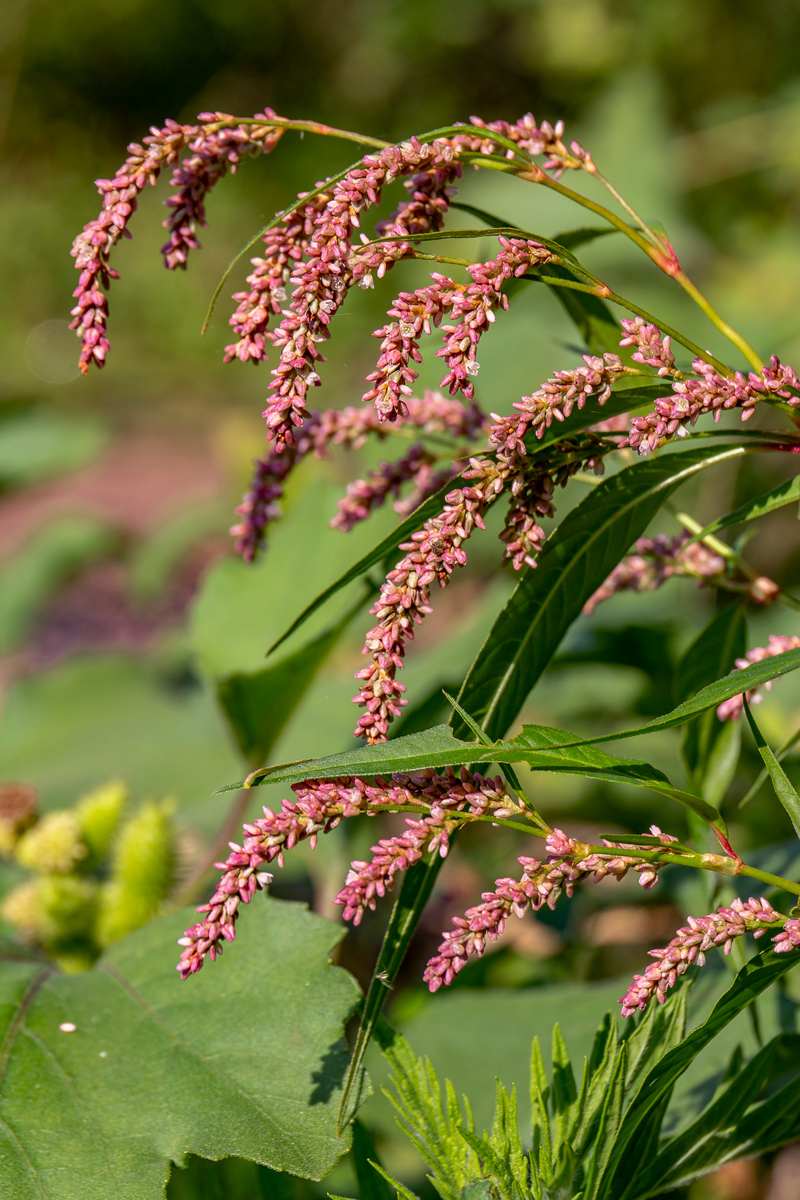 Изображение особи Persicaria lapathifolia.