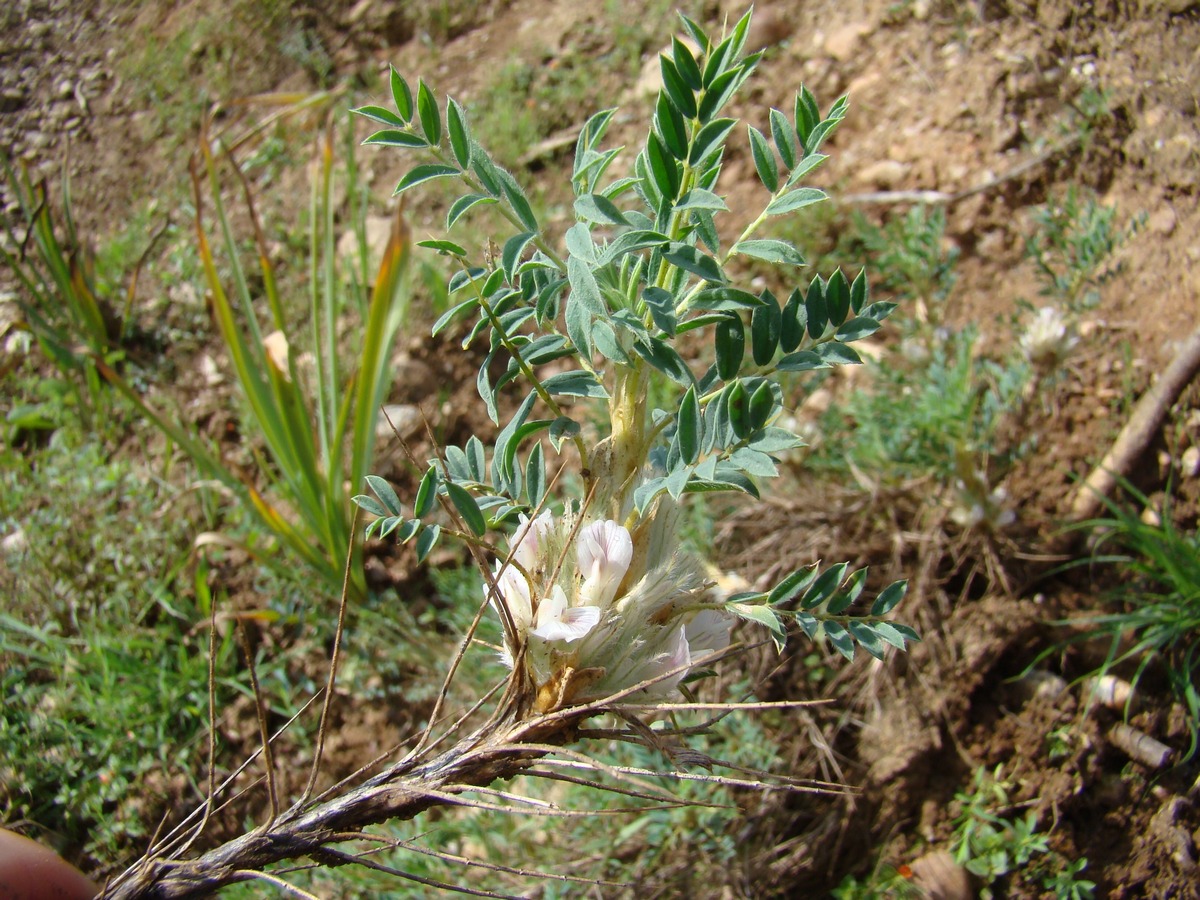 Изображение особи Astragalus pterocephalus.