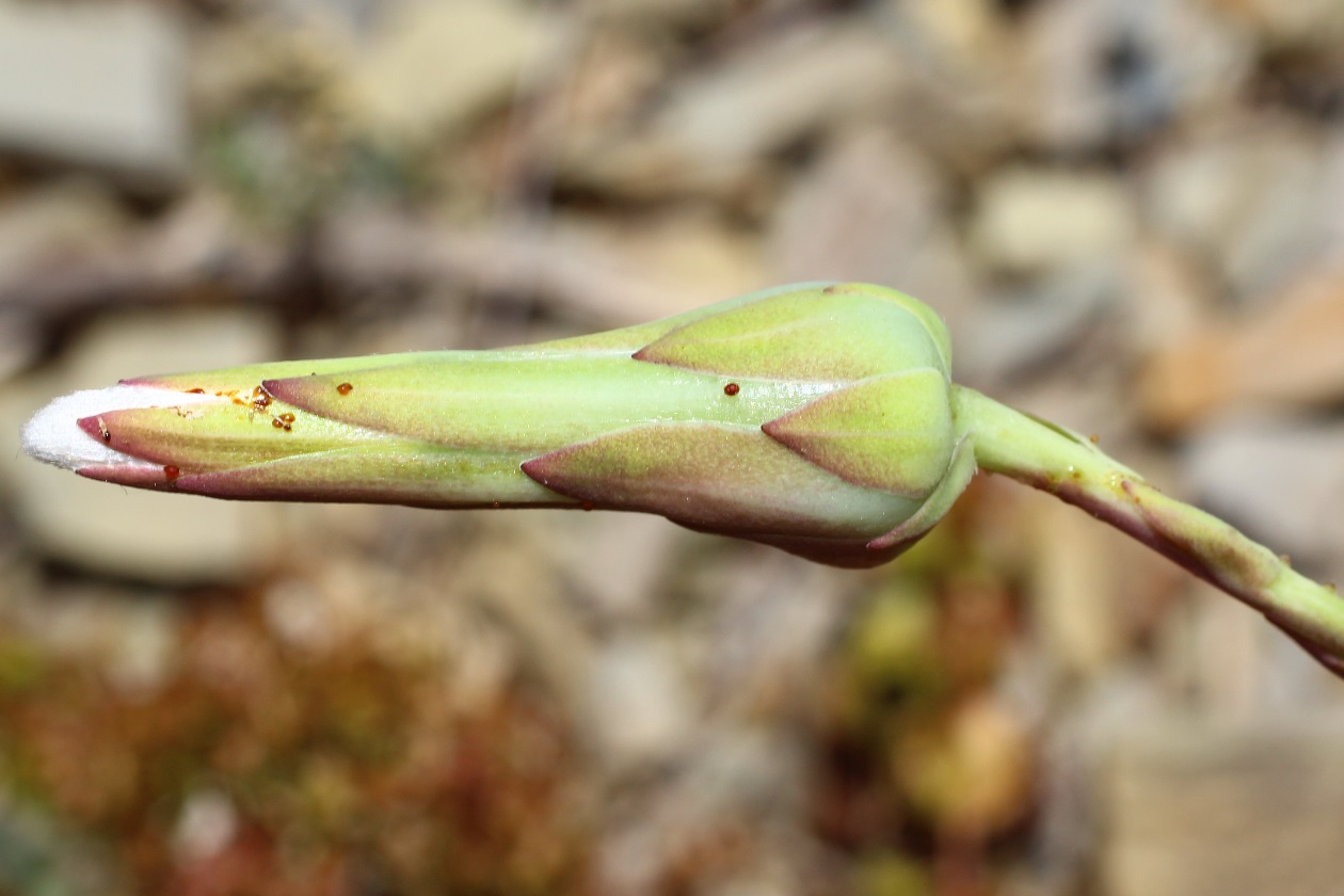 Image of Lactuca tuberosa specimen.