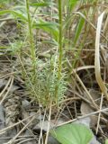 Linum tenuifolium