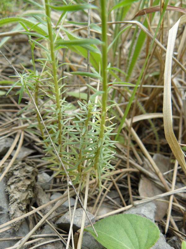 Image of Linum tenuifolium specimen.