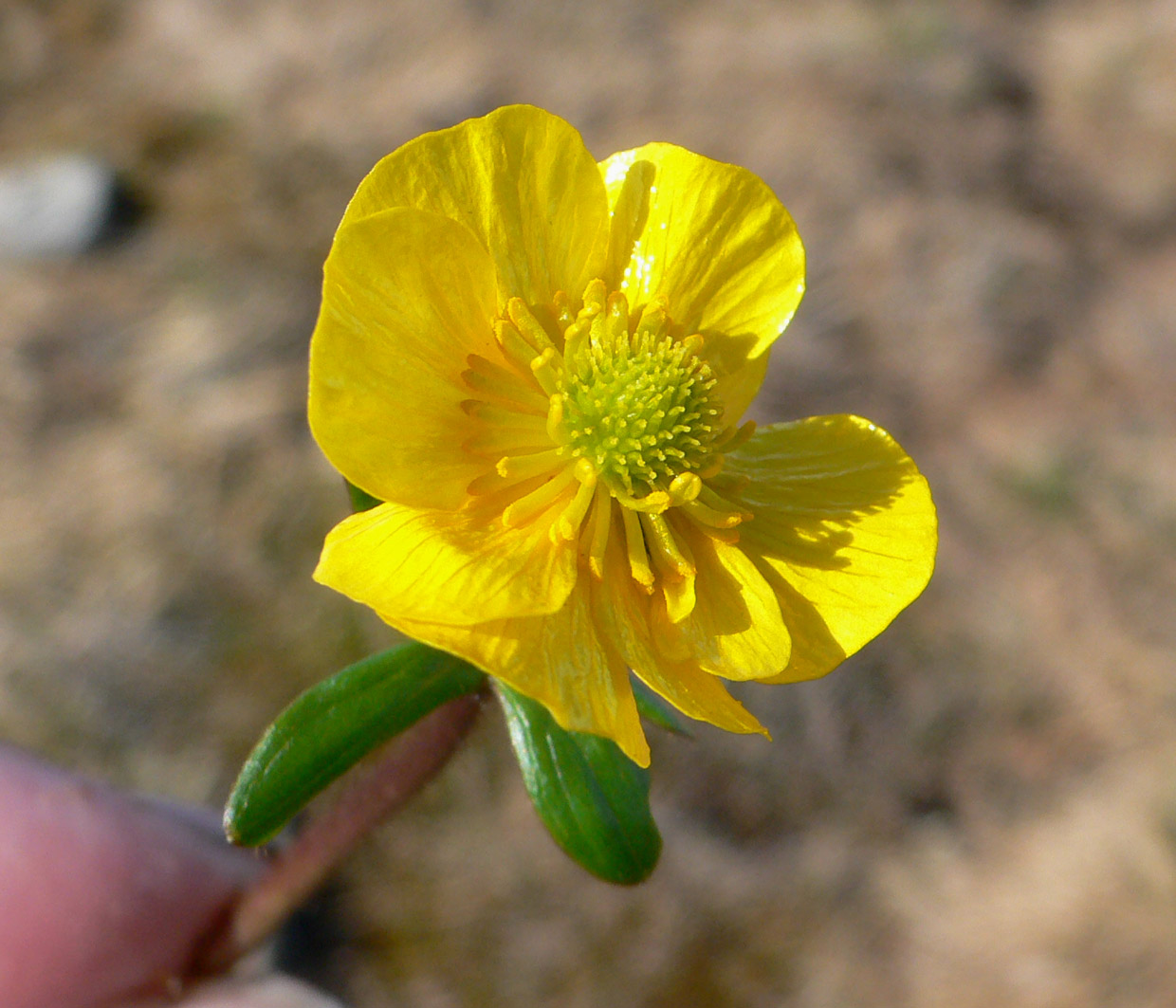 Изображение особи Ranunculus nivalis.