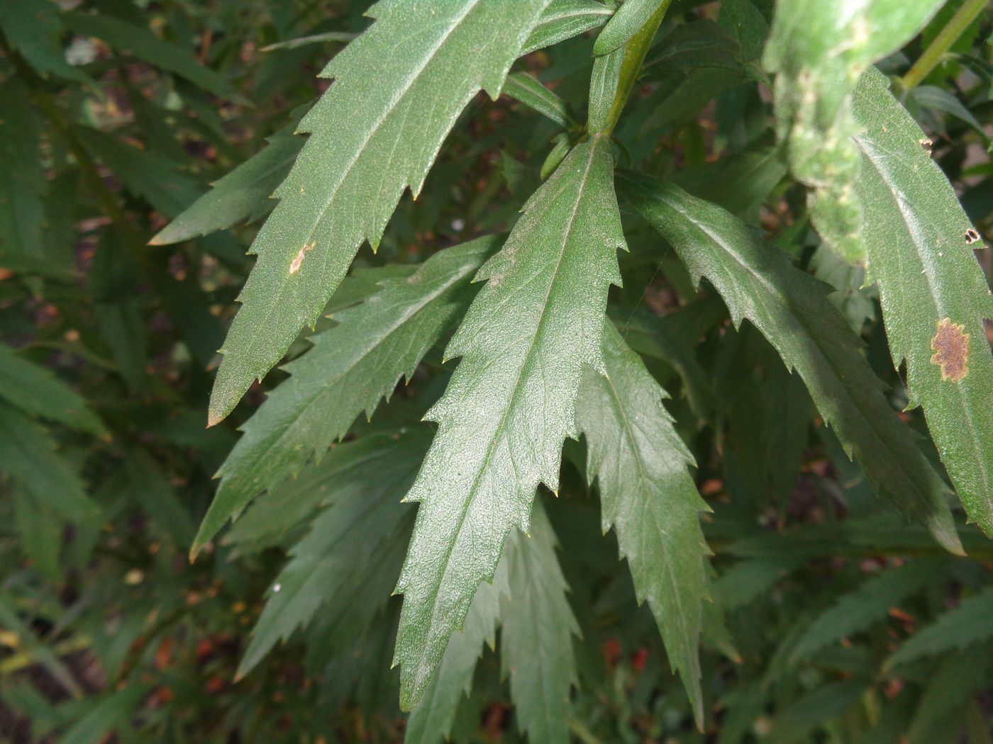 Image of Leucanthemella serotina specimen.