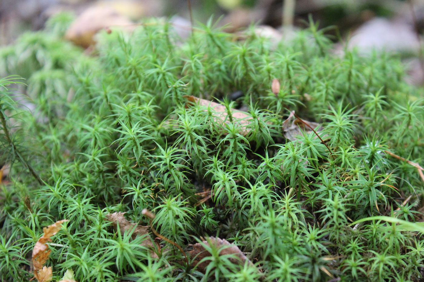 Изображение особи семейство Polytrichaceae.