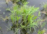 Cicuta virosa