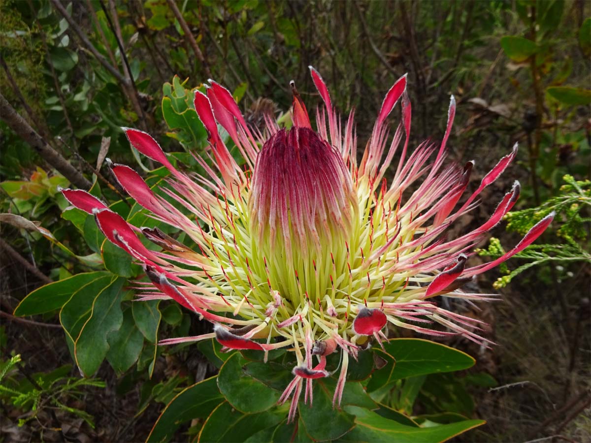 Image of Protea obtusifolia specimen.