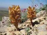 Orobanche gigantea. Цветущие растения. Южный Казахстан, западные отроги Киргизского хр., горы Ботамойнак в окр. г. Тараз, ≈ 900 м н.у.м., каменистый склон юго-зап. экспозиции. 9 мая 2018 г.