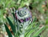 Cynoglossum officinale. Верхушка побега с соцветием. Иркутская обл., Боханский р-н, окр. с. Бохан, берег р. Ида, луг. 11.06.2018.