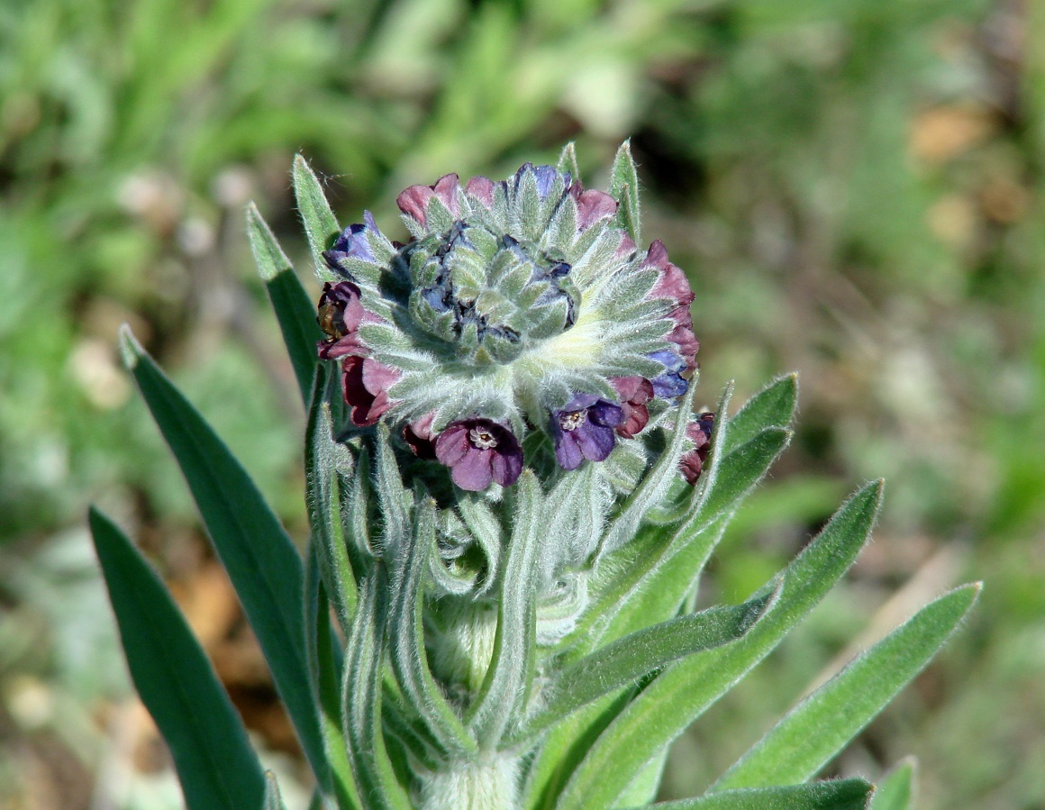 Изображение особи Cynoglossum officinale.