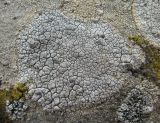 genus Aspicilia