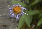 Erigeron flaccidus. Соцветие. Республика Алтай, Кош-Агачский р-н, Северо-Чуйский хребет, долина р. Актру, подножие поросшего лиственницей каменистого склона северо-западной экспозиции. 14.08.2018.