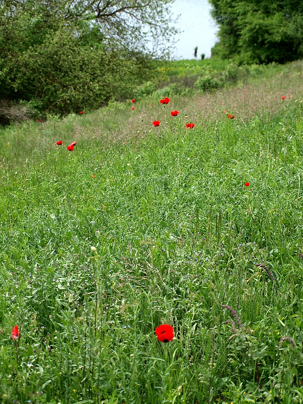 Изображение особи Papaver commutatum.