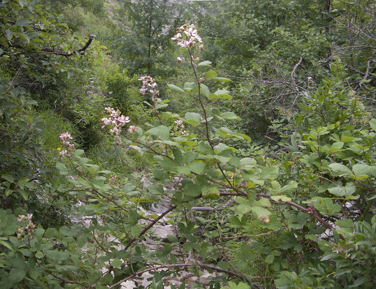 Изображение особи Rubus sanctus.