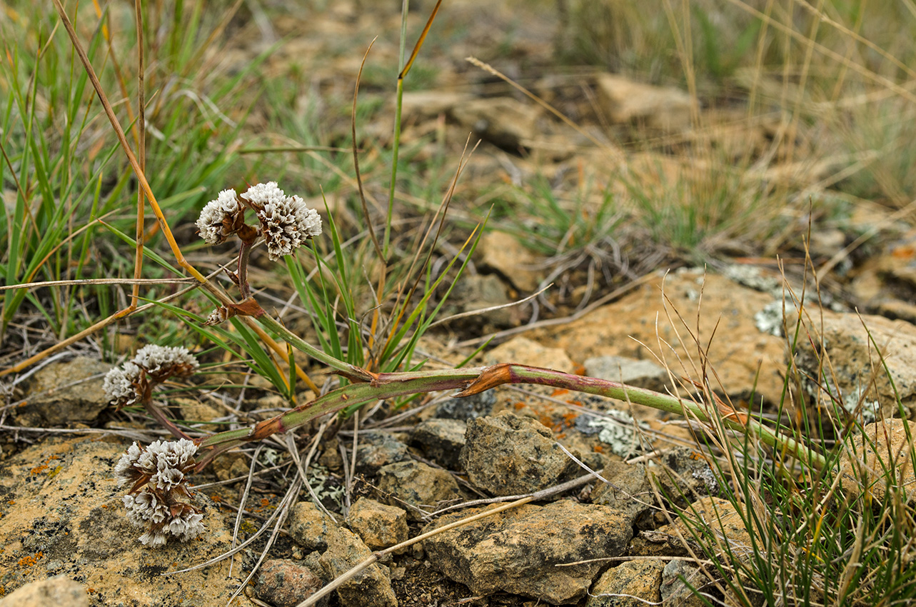 Image of Goniolimon speciosum specimen.