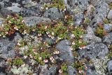 Vaccinium vitis-idaea var. minus