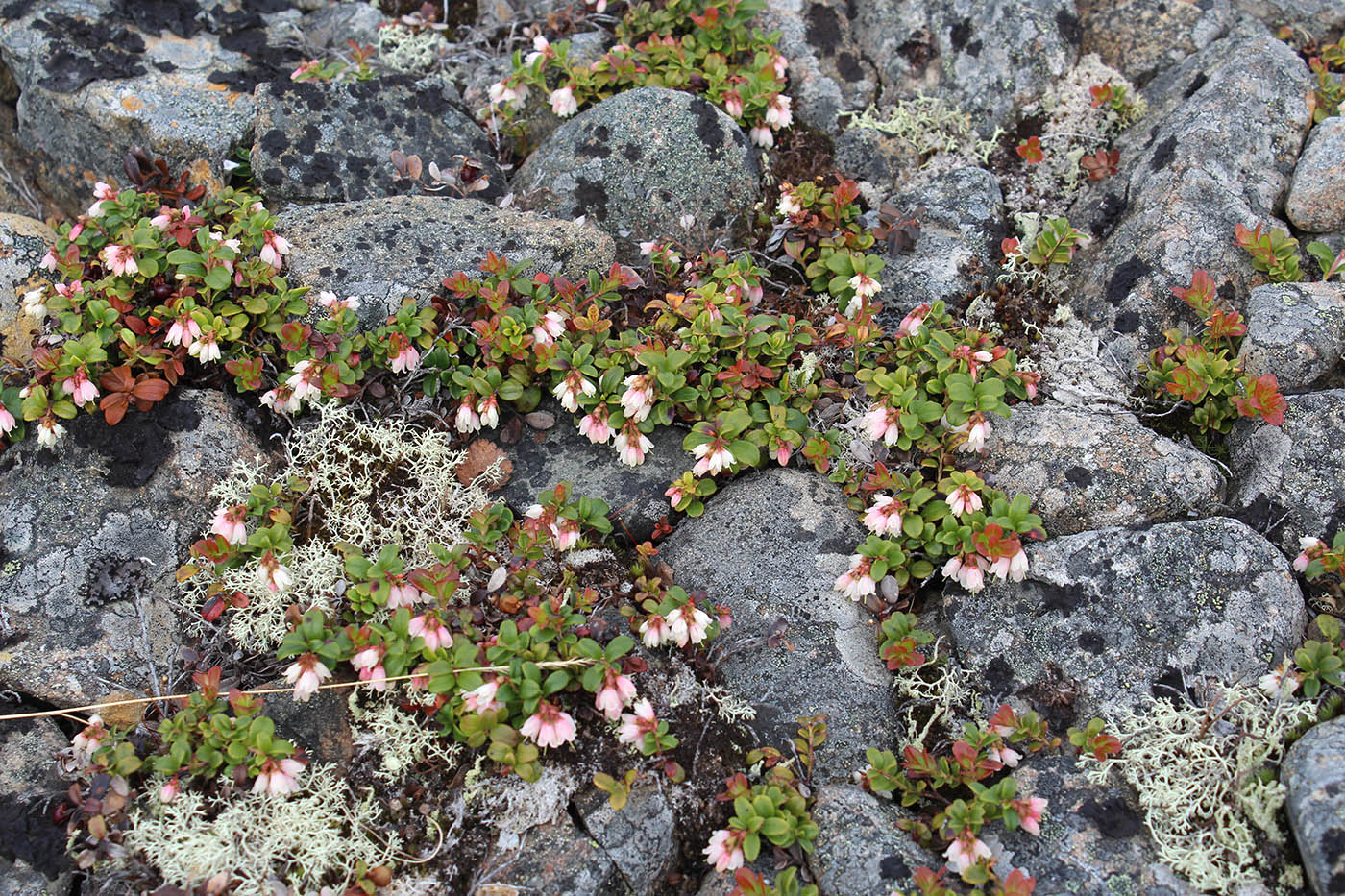 Image of Vaccinium vitis-idaea var. minus specimen.