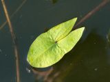 Sagittaria sagittifolia